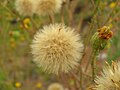 Closeup of flower gone to seed