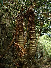 Stem and palm-like structure