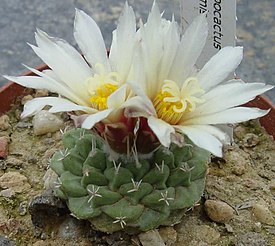 Käpykaktus (Strombocactus disciformis).