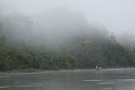 Selva amazónica del Área de conservación regional comunal Tamshiyacu-Tahuayo cerca a Iquitos, Perú. La humedad y la temperatura suelen ser altas durante la mayor parte del año en los climas tropicales.