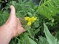 Дваждыперистые листья Tanacetum camphoratum