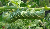 Tomato hornworm larva on stem