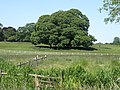 Trees in a parkland setting, Wadenhoe