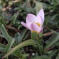 Tulipa bakeri cv "Lilac Wonder"