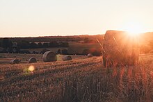large cylindrical bales in a field which has been cut, lit by a low golden sun
