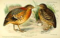 Female (left) and male yellow-legged buttonquails