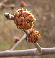 Downy leaf bud and flower buds of U. rubra