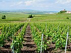 La Montagne de Reims, à Verzenay.