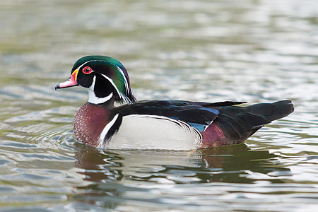 Wood duck, by Diliff