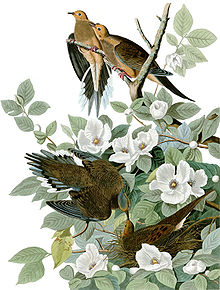Illustration of two pairs of mourning doves sitting in a bush of white flowers, one in a nest