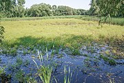 Ставок на річці Попів Ярок