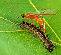 Aleiodes indiscretus ovipositing in its host