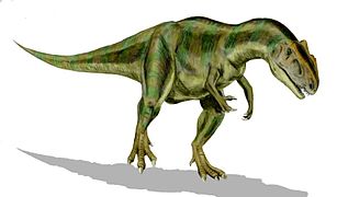 Allosaurus (Carnosauria)