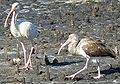 Juvenile and adult American White Ibis, Wakulla Co., Florida.