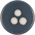 Aspergillus assulatus growing on CYA plate