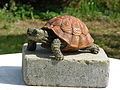 Steingussschildkröte