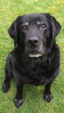Elderly black Labrador Retriever with age-related grey hairs on head and feet