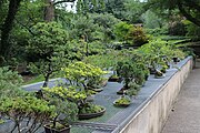 Bonsai collection at Deep Cut Gardens