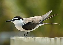tern with white underparts and black upperparts perching on fence