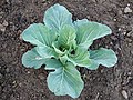 Cabbage (brassica oleracea var. capitata)