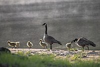 Family of Canada Geese in Ontario