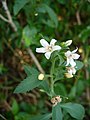 Té del país (Capraria biflora)