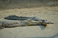 Juvenile salt water crocodiles at Karamjal Wildlife Breeding center, Bangladesh
