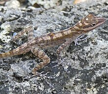 A pointy-faced lizard with light and dark brown stripes, black eyes, and splayed toes