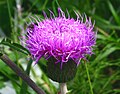 Cirsium helenioides