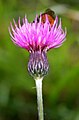 Cirsium pannonicum