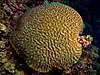 A large domed coral is covered in an extensive network of small, winding brown ridges and bright green valleys.