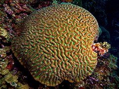 Colpophyllia natans o coral cerebro