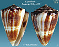 Conus gladiator Broderip, W.J., 1833