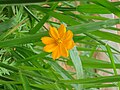 Cosmos sulphureus