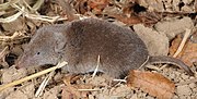 Brown shrew