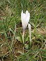 Crocus vernus subsp. albiflorus