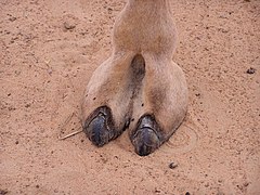 When camels have only two toes present, the claws are transformed into nails.