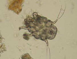 Otodectes cyanotis (Psoroptidia: Psoroptidae)