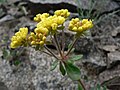 Eriogonum umbellatum var. hypoleium