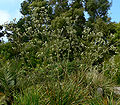 Eryngium paniculatum