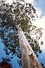 Eucalyptus deanei, Woodford, NSW