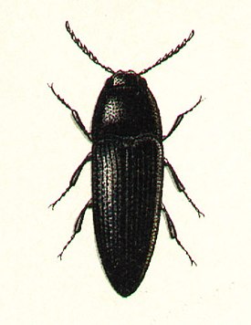 Eucnemis capucinus