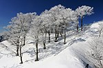 ブナ林の霧氷