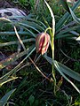 Fritillaria oranensis[вд] (IUCN)