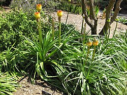 Kniphofia rooperi.