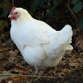 Poule Gâtinaise