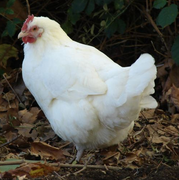 Poule « gâtinaise ».