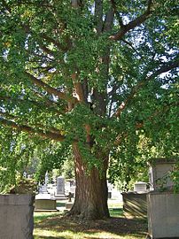 Large ginkgo tree