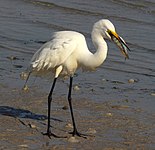 Great egret (Ardea alba)