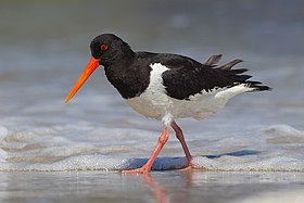 Haematopus ostralegus